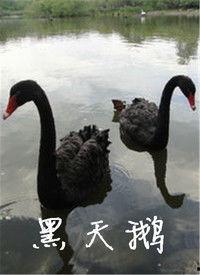 黑天鹅最新爆料视频播放  第3张